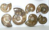 Lot: kg Iridescent, Red Flash Ammonites (-) - Pieces #82486-2